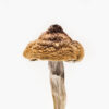 Martinique-mushrooms-jpg