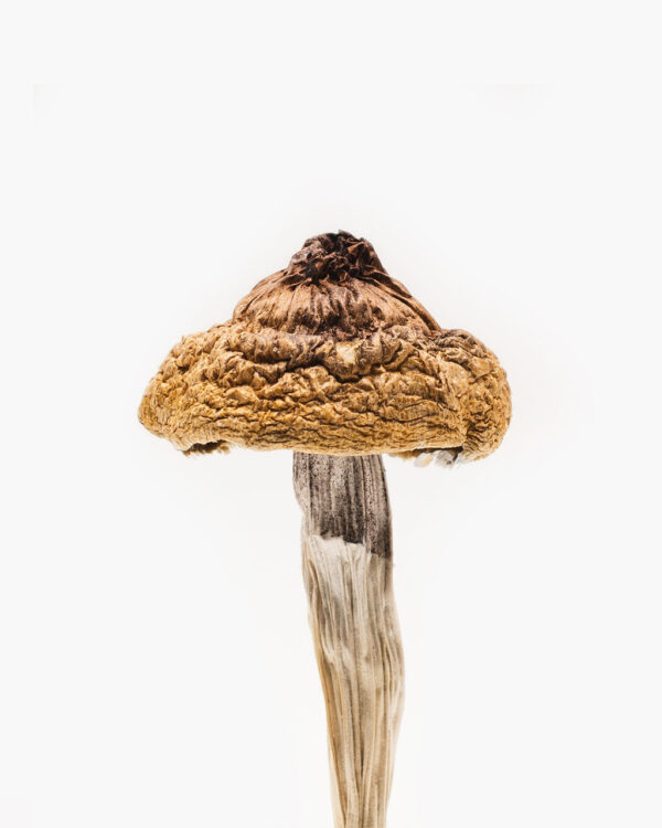 Martinique-mushrooms-jpg