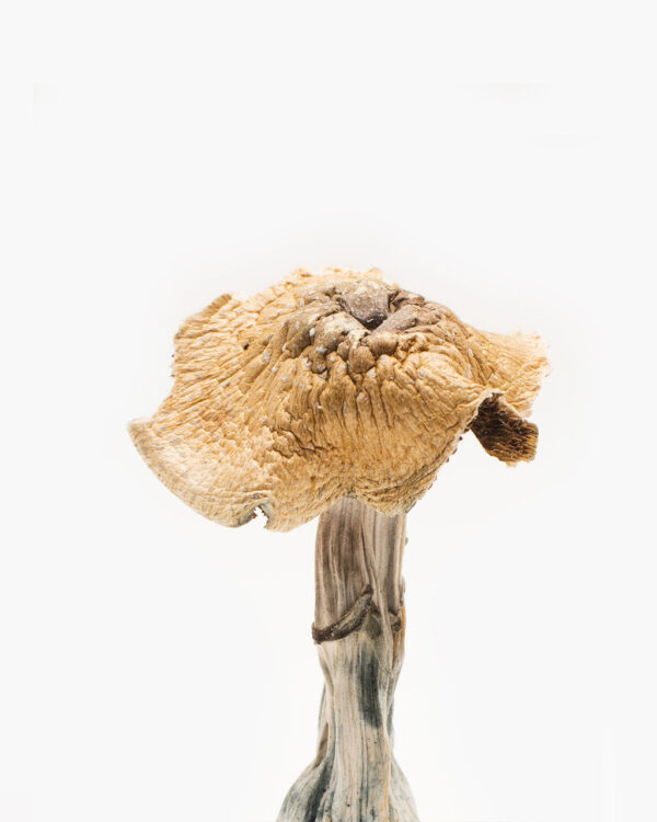 Burma mushrooms