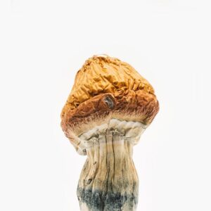 malabar-coast-mushrooms-jpg