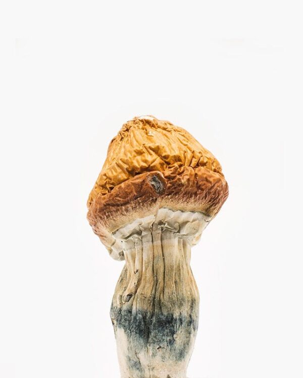 malabar-coast-mushrooms-jpg