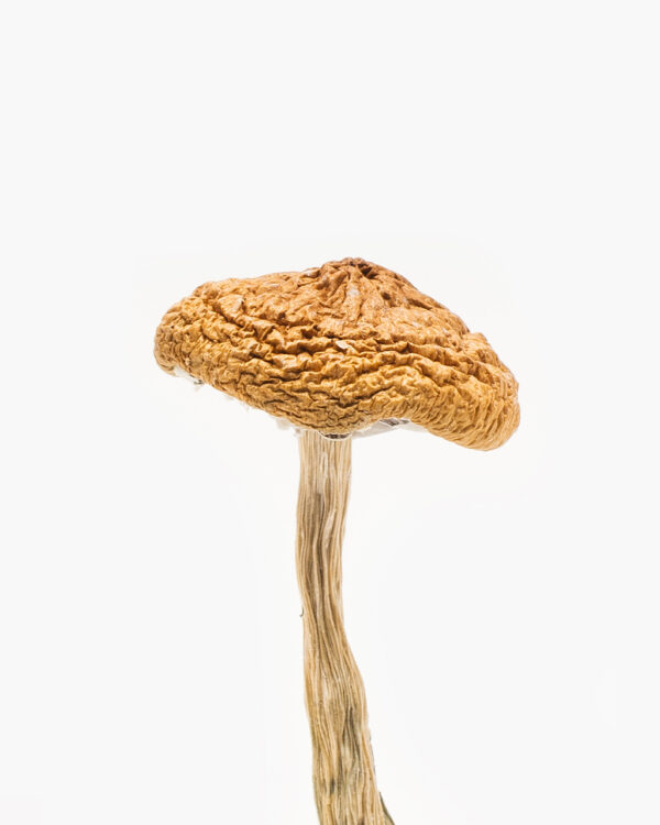 Cyanescens mushroom