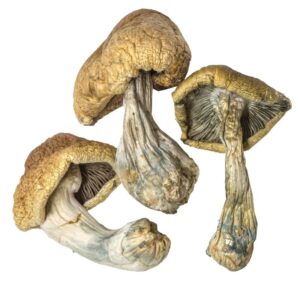 vietnam magic mushrooms
