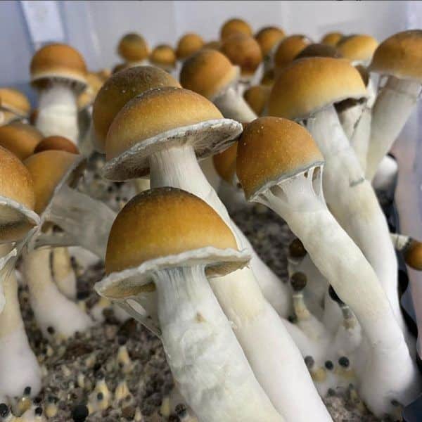 Magic mushrooms blue meanies