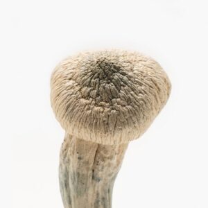 albino-penis-envy-mushroom-jpg
