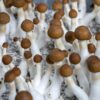 Magic mushrooms blue meanies
