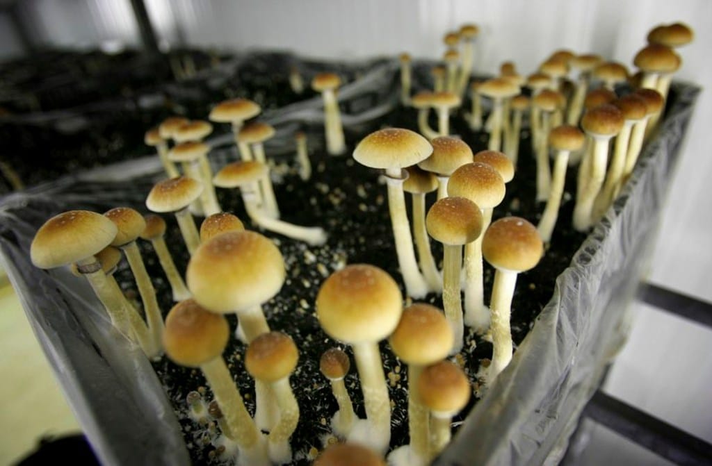 Where-Are-Magic -Mushrooms-Legal-jpg