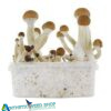 Golden Teacher Mushrooms Grow Kit