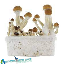 Golden Teacher Mushrooms Grow Kit