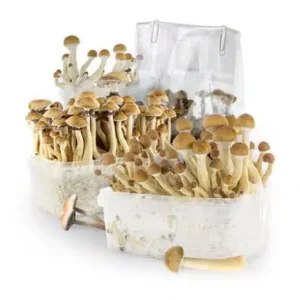 Mushroom Growth kits